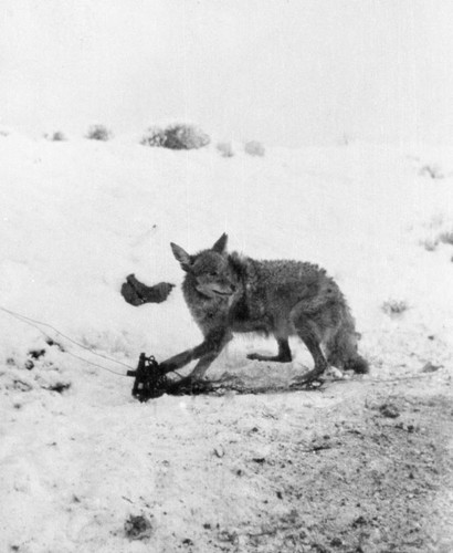 Coyote In Trap