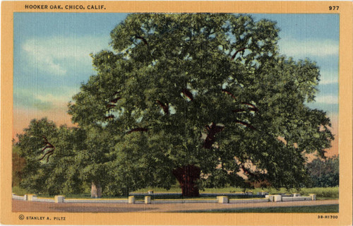 Hooker Oak Tree