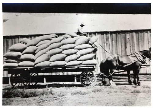 Hop Harvest Transported