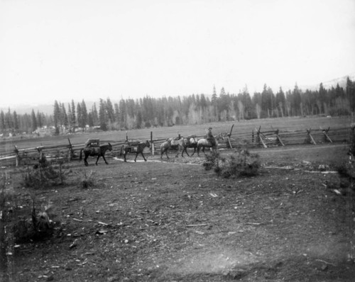 L. P. Mori and Pack Train, Spanish Ranch