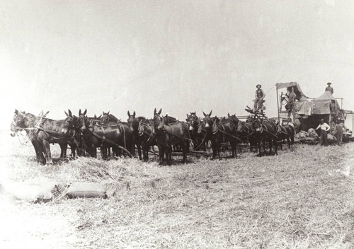 Harvesting at Cone Ranch