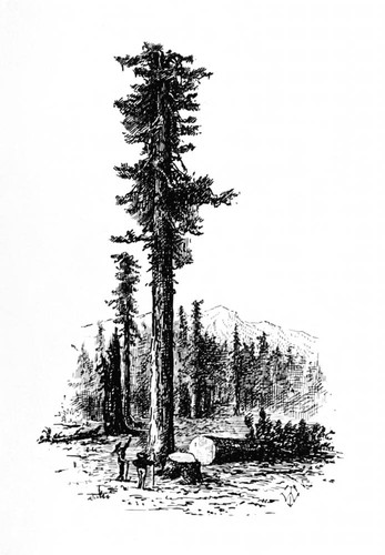 Sierra Flume and Lumber Company