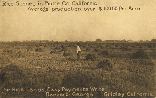 Rice Land advertisment postcard