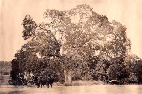 Hooker Oak