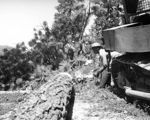 Sawing a log