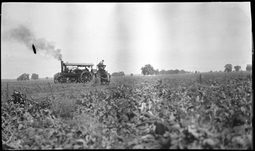 J.F. Morehead -Sugar Beet Field