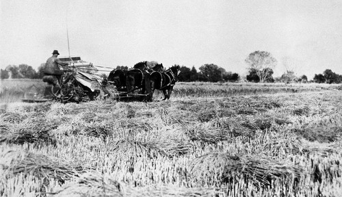 Rice Harvesting