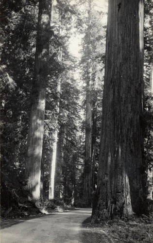 Redwood Trees