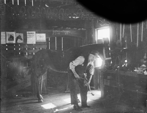 Horse shoeing in Sawyers Bar area