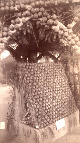 Butte County Citrus Fair