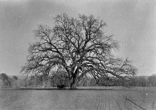 Hooker Oak