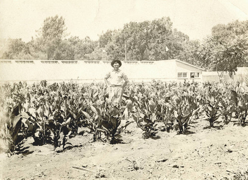 Plant Introduction Garden