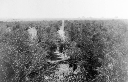 Bird's eye view of prune orchard belonging to the Bidwell Orchards, Inc