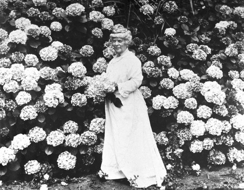 Portrait of Annie Bidwell picking hydrangeas