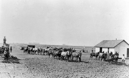 Farms and Draft Mules