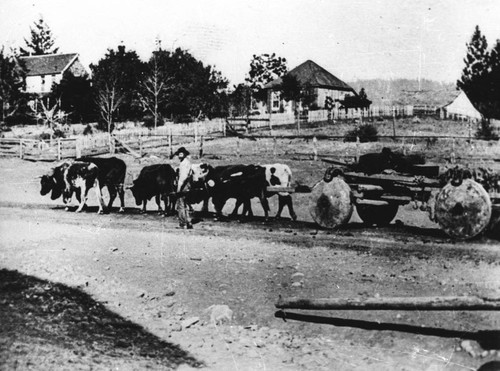 Ox team with solid-wheel wagon