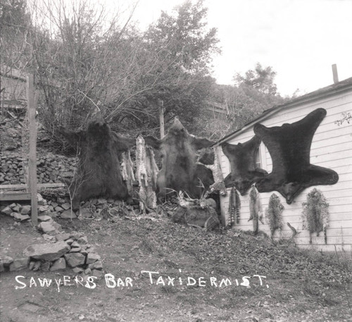 Animal skins in Sawyers Bar area