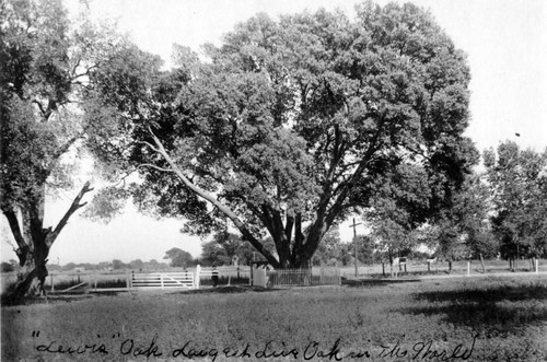 Largest Live Oak