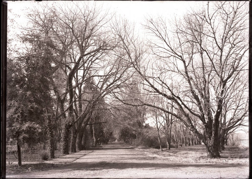 Approach to Bidwell Mansion