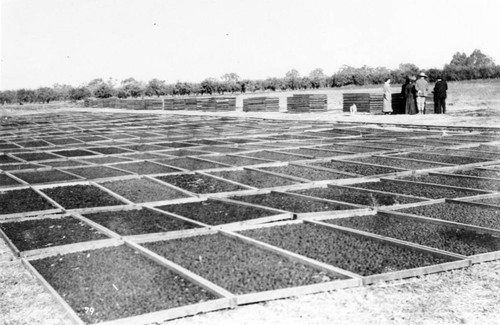 Fruit Drying