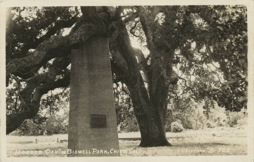 Hooker Oak