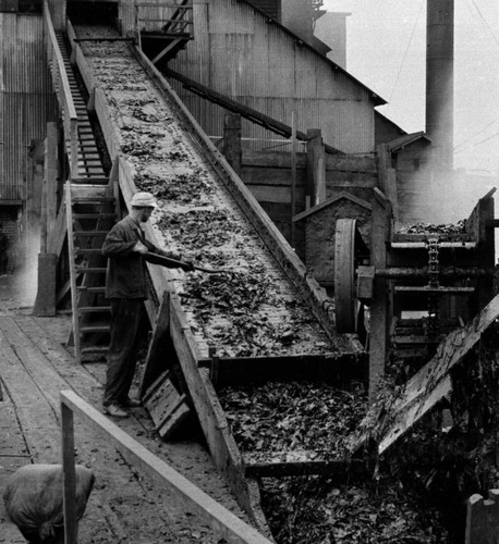 Diamond Match Company : conveying kelp to plant - East Wilmington, California