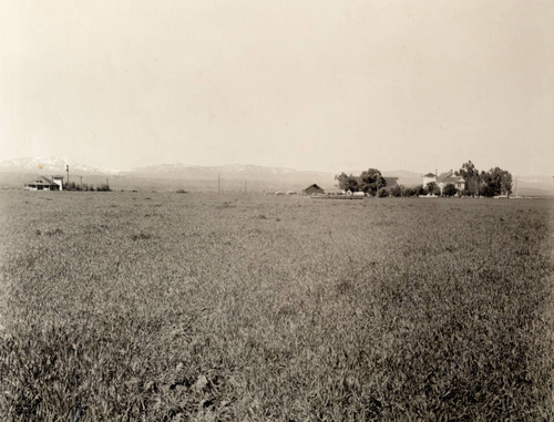 Landscape of Willows, California