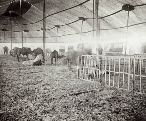 Camels and llamas inside of tent of the Sells Bros. Circus