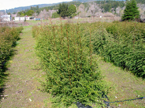 Redwood Hedge--Soper-Wheeler Company