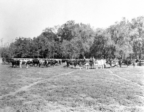 Dairy cows at Rancho Chico