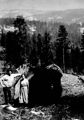 Angie (Shelton) & Frank Chambers. Sugar pine at Lyonsville