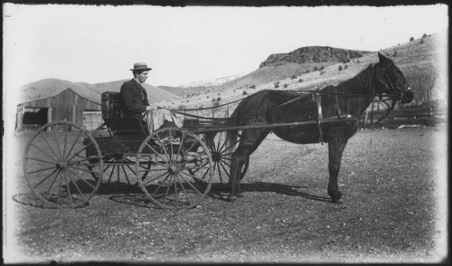 Carriage and Horse