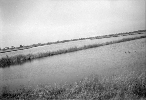 Flooded rice field