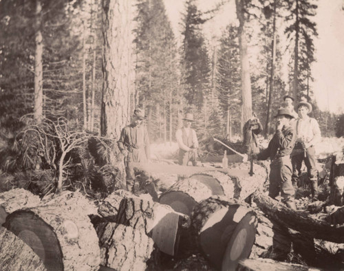 Cutting John Gifford's Winter Wood