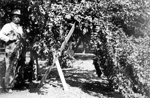 Prune orchard. Bidwell Orchards, Inc. Chico, California. Butte County