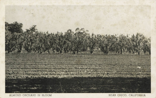 Almond trees in Bloom