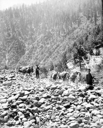 Feather River Canyon Pack Train