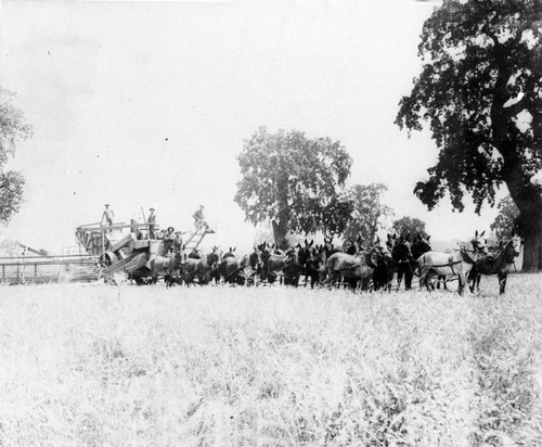 Cone Ranch 1910