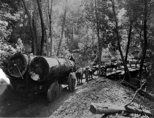 Oxen Hauling Lumber