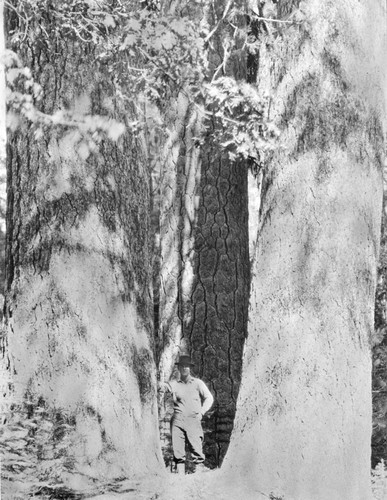 Man standing next to large trees