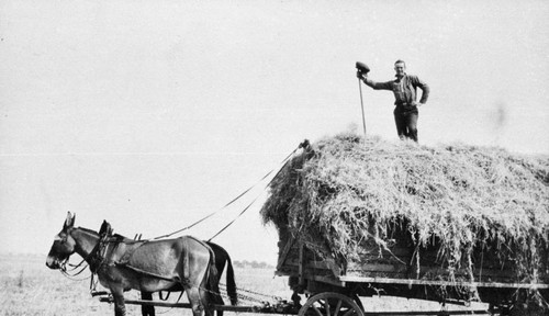 Man on Hay Wagon