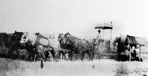 Wheat harvesting on Pentz Ranch