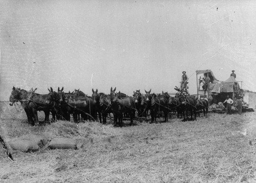 Cone Ranch 1910