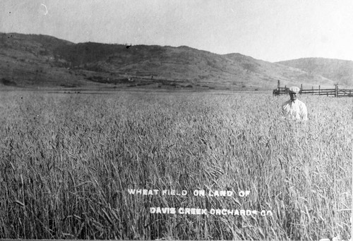 Wheat Field