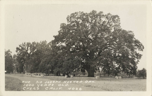 Hooker Oak Tree