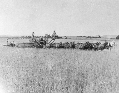 Mule Powered Harvester