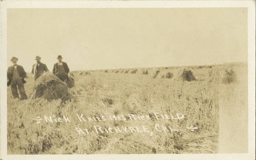 Rice Fields Richvale