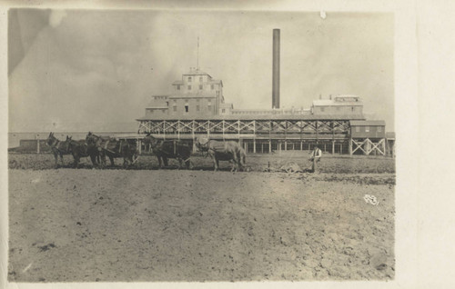 Sacramento Valley Sugar Company - Draft Animals