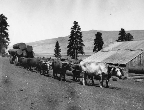 HP Logging Train