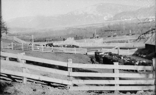 Chester, California stockyards